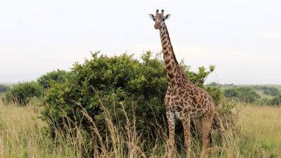 3 Days Masai Mara Safari – Private Midrange Adventure - Image - 12891